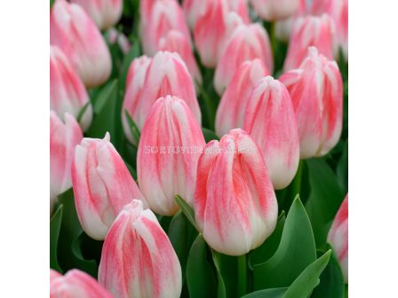 Лале/ Tulip triumph Kyoko Takahashi - 1 бр.
