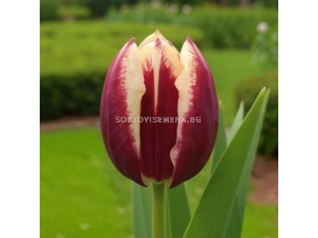 Лале/ Tulip triumph Maiburg - 1 бр.