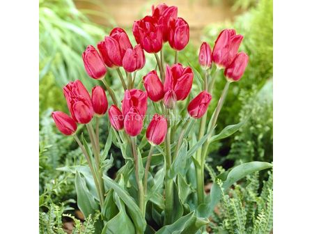 Лале Merry Go Round / Special edition / 1 бр