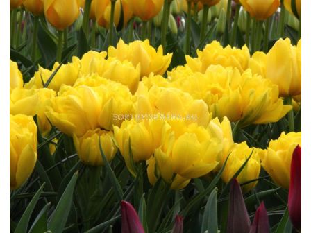 Лале Monte Peony /Special edition/ 1 бр