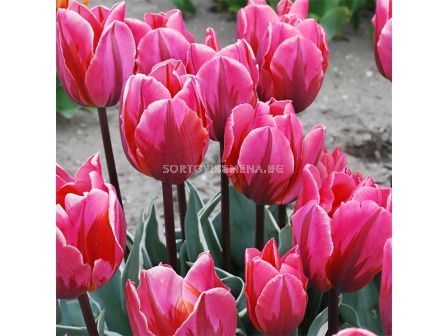 Лале/ Tulip triumph Pretty Princess - 1 бр.