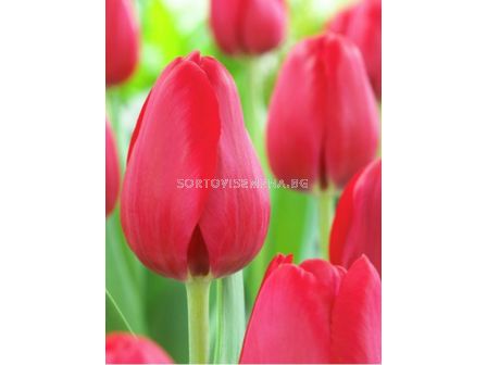 Лале Red Bull - 1 бр.