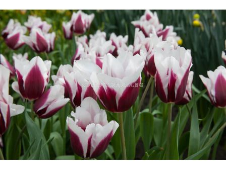 Лале/ Tulip triumph Spitsbergen - 1 бр.