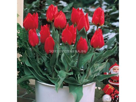 Лале /Tulip Brilliant Star/ 11/12