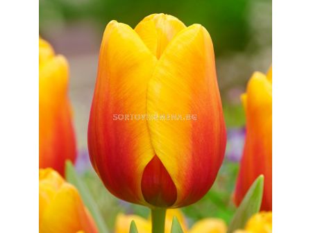 Лале/ Tulip darwin hybrid Cash - 1 бр.