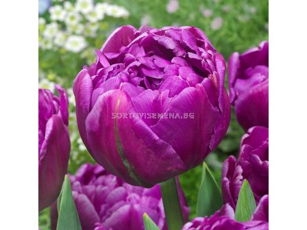 Лале Double Flag/ 1 1/12