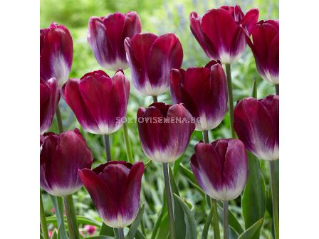Лале /Tulip Kansas Proud/ 1 бр