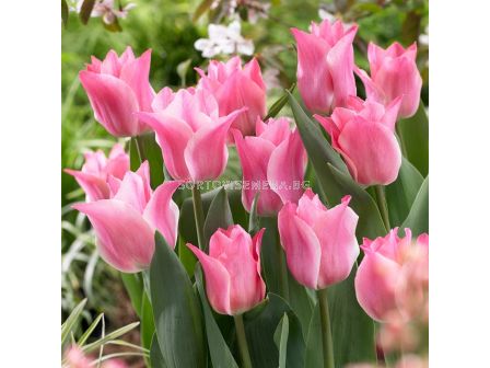 Лале triumph Miss Elegance - 1 бр.