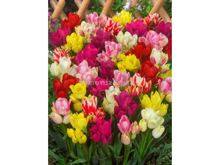 Лалета shortstemmed multiflora mixed - 1 бр.