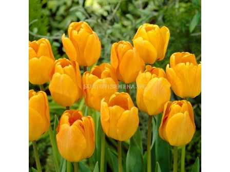 Лале/ Tulips darwin hybrid Orange Lion - 1 бр.