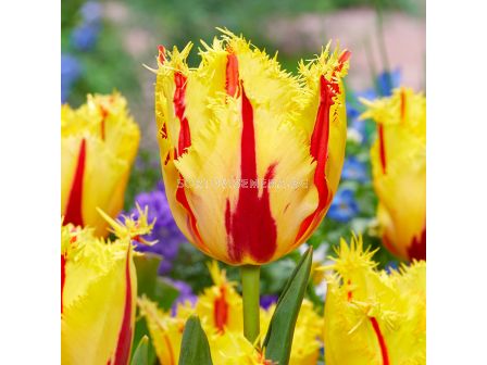 Лале Party Clown - 1 бр.