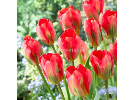 Лале/ Tulip fosteriana Red Alert - 1 бр.