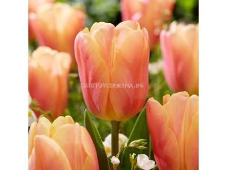 Лале triumph Salmon Jimmy - 1 бр. - sortovisemena.bg Лале triumph Salmon Jimmy - 1 бр.