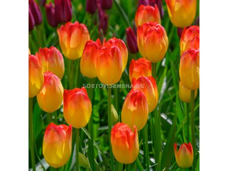 Лале/ Tulip triumph Suncatcher - 1 бр.