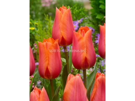Лале /Tulip Temple of Beauty/ 11/12
