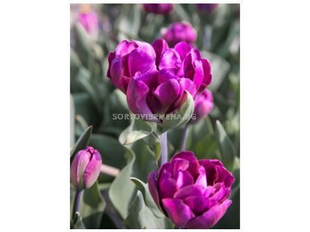 Лале Alicante -1 бр