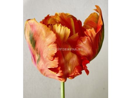 Лале Avignon Parrot/ 11/12