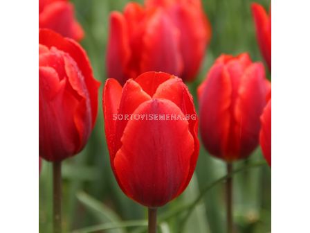 Лале triumph Couleur Cardinal - 1 бр.