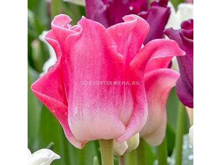 Лале/ Tulips coronet 'Crown of Dynasty - 1 бр.