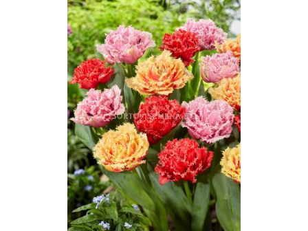 Лале fringed double mixed - 1 бр.