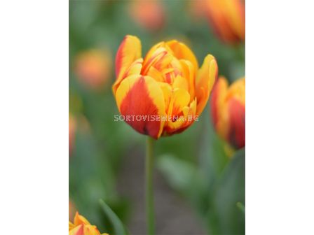 Лале/ Tulip double late Givenchy - 1 бр.