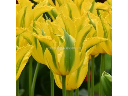 Лале lily-flowered Green Mile - 1 бр.