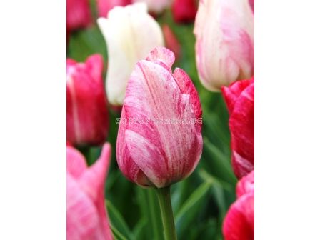 Лале (Tulip) Triumph Hemisphere