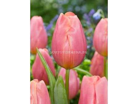 Лале/ Tulip triumph Pink Jimmy - 1 бр.
