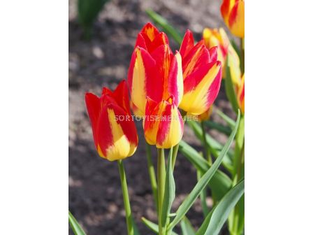 Лале Colour Spectacle -  1 бр