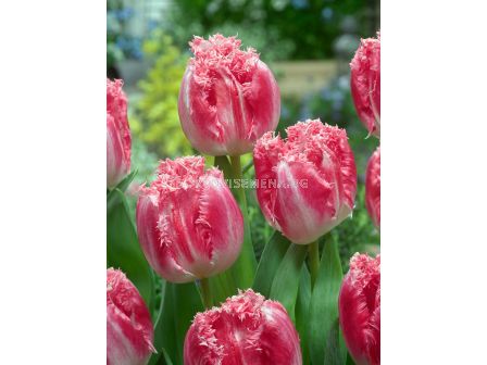 Лале/ Tulip fringed Neglige - 1 бр.