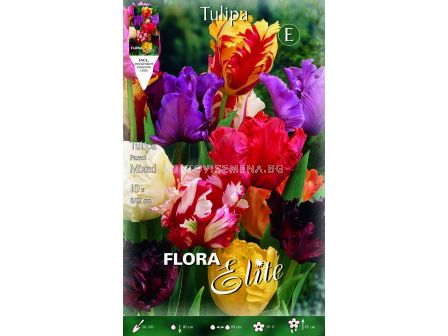 Лалета (Tulip) Parrot mix 