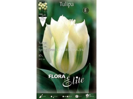 Лале (Tulip) Viridiflora Spring Green