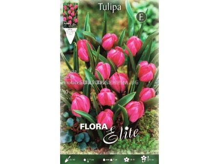 Лале (Tulip) Violacae Black Base