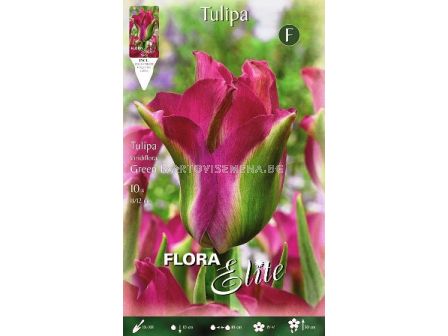 Лале (Tulip) Viridiflora Green Love