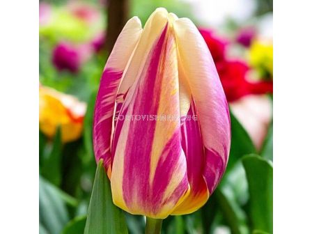 Лале/ Tulip triumph Happy Feet - 1 бр.