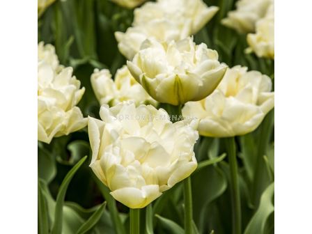 Лале double early Northcap -  1 бр.