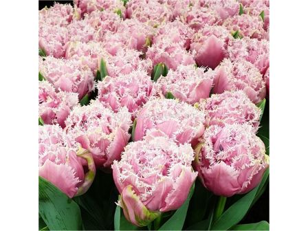 Лале /Tulip Cairns/ 11/12