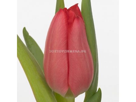 Лале single early 'Christmas Carol' - 1 бр.