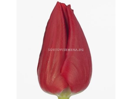 Лале /Tulip CURRY/ 1 бр