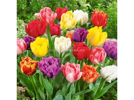 Лале /Tulips double early mix/ 1 бр