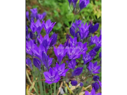 Трителея Twilight/ Triteleia - 1 брой