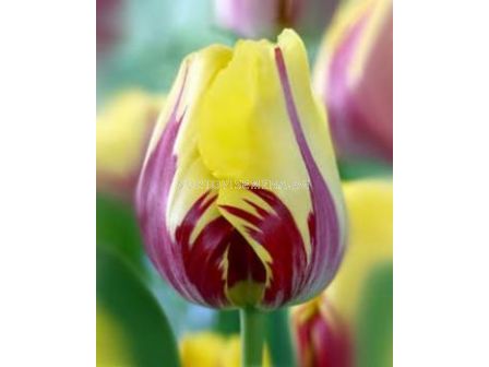 Лале Twister 1 бр