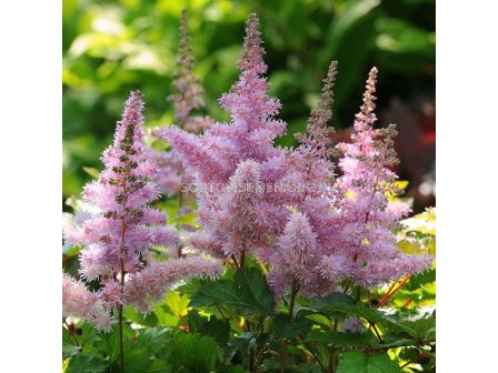 Астилбе HEART AND SOUL/ 1 бр