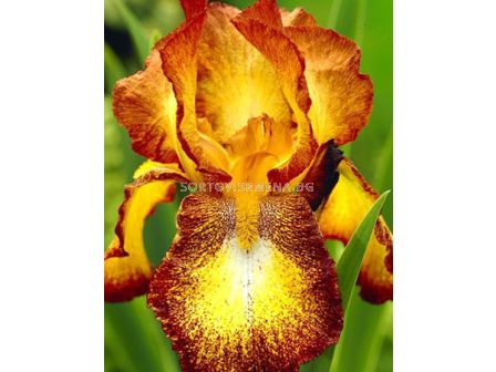 Ирис жълт на точки / iris germanica spotted yellow / 1 оп