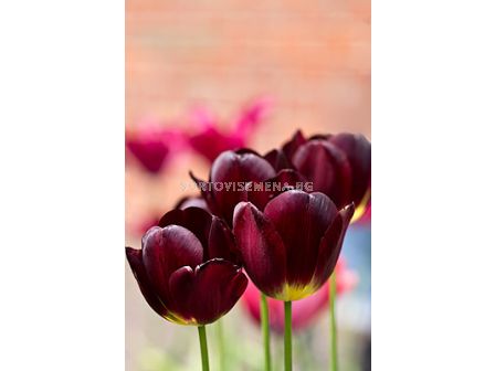 Лале Wallflower 1 бр