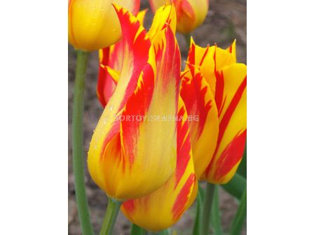 Лале Flaming Bayside 1 бр