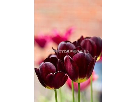 Лале Wallflower (Special edition)