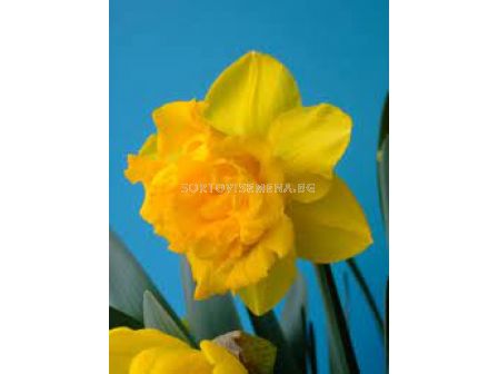 Нарцис Double Gold Medal - 1 оп - 5 бр