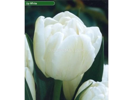 Лале /Tulip Up White/ Double -11/12