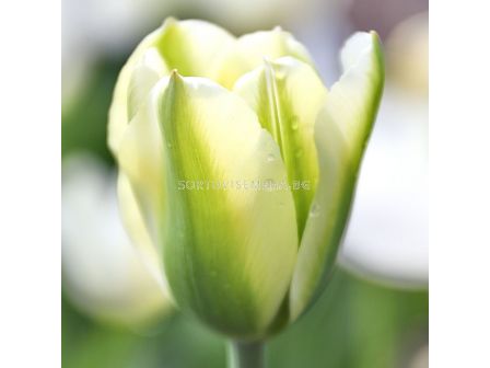 Лале /Tulip Green Spirit/ 11/12